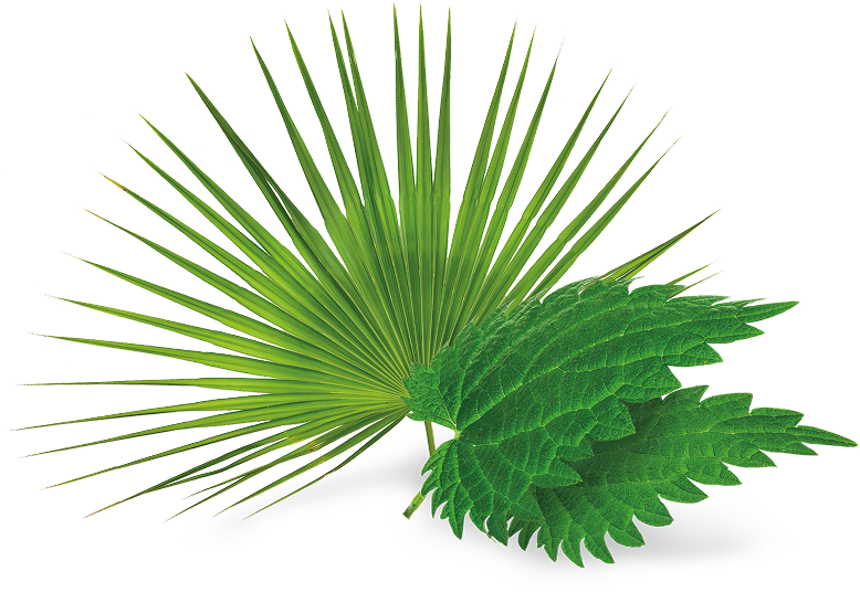 Plantas_Prosgutt