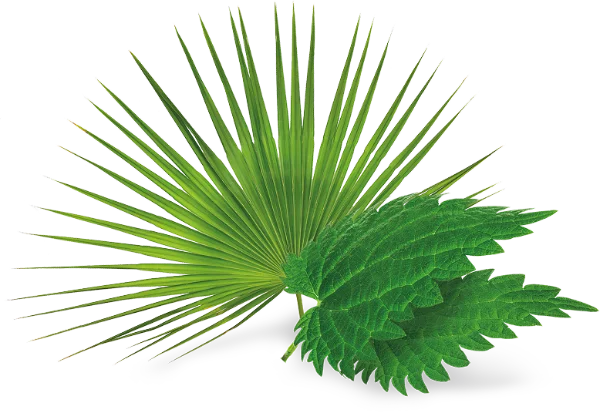 Plantas_Prosgutt